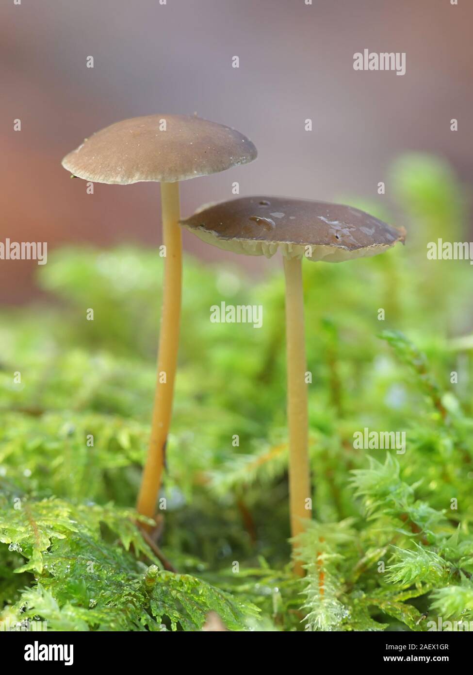 Strobilurus esculentus, connu comme sprucecone pac, champignons comestibles provenant de la Finlande Banque D'Images