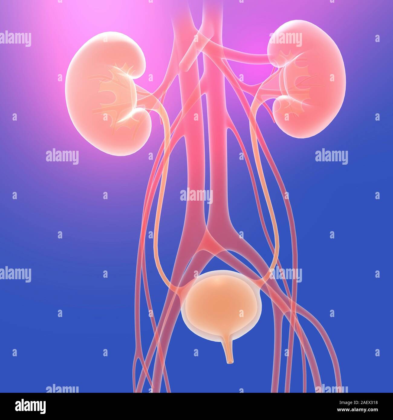 3d illustration du système urinaire et des artères. Sur fond dégradé bleu-violet, des couleurs vives. Banque D'Images