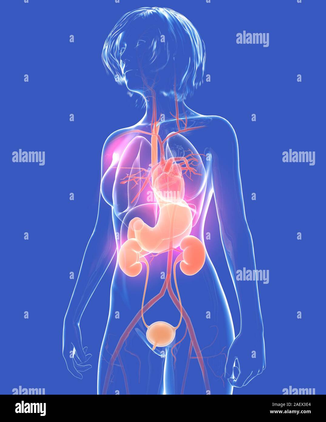 3d illustration anatomique du corps humain, femme. Montrant les organes  internes en verre transparent Photo Stock - Alamy