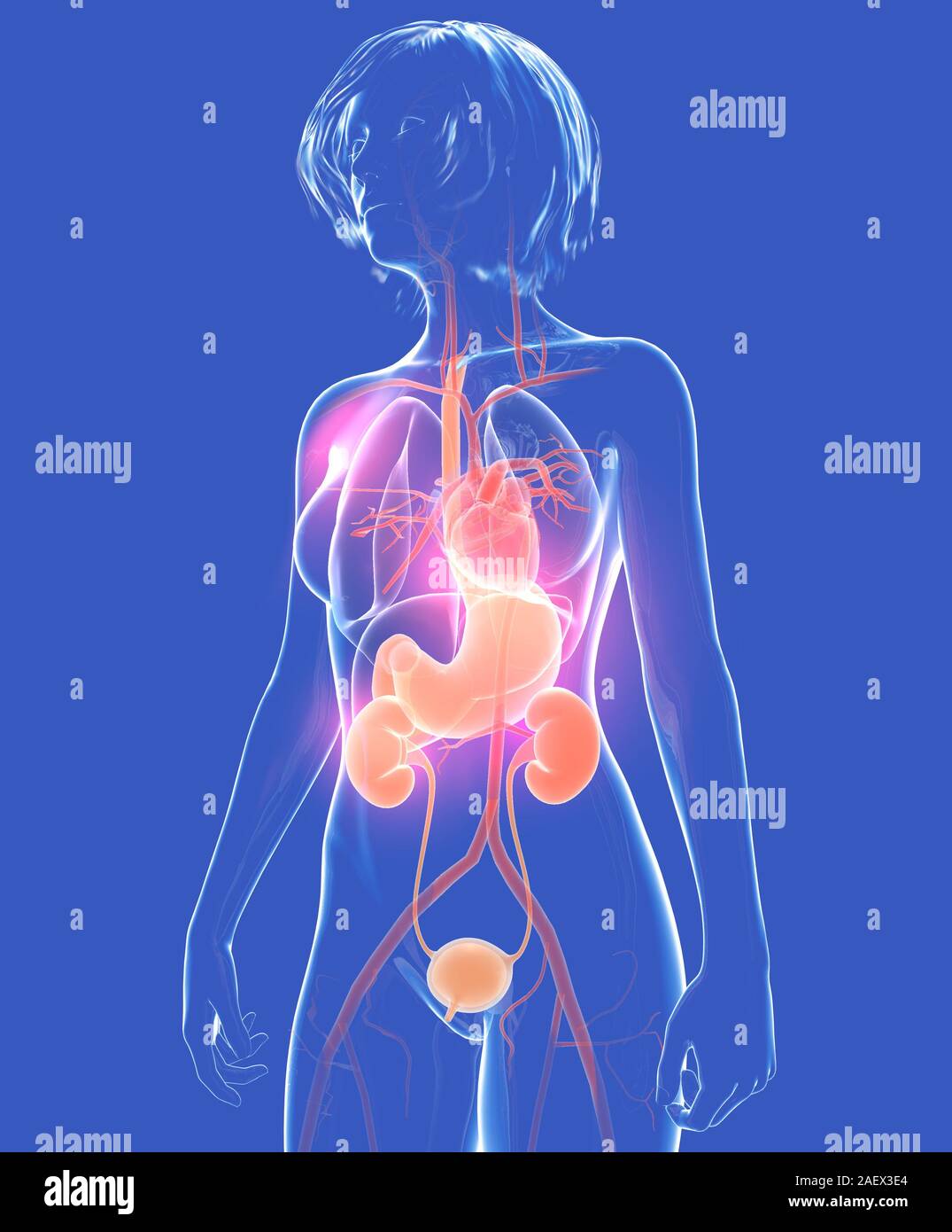 3d illustration anatomique du corps humain, femme. Montrant les organes — free download