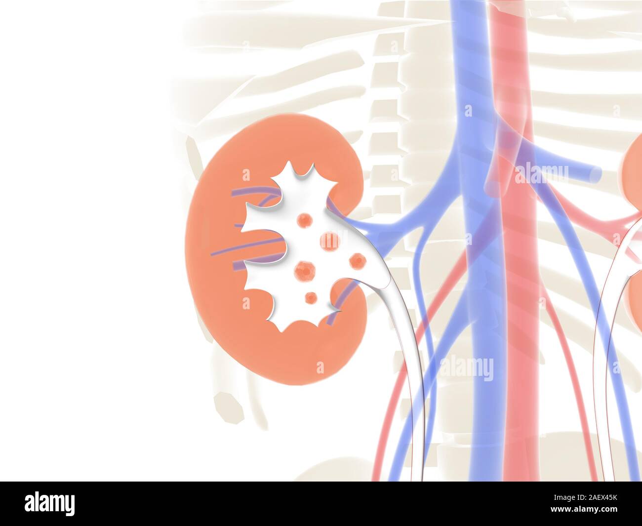 Ligne et anatomiques 3D illustration de l'intérieur du rein, avec des pierres de rein, sur un fond graphique de l'organisme humain. Banque D'Images