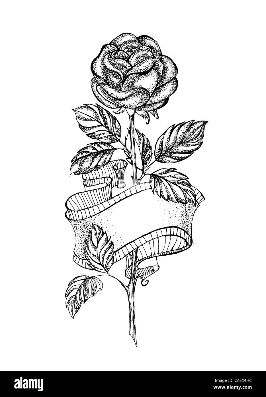 Sloppy, dessin au crayon de rose avec ruban flexible droit sur fond blanc. Illustration de Vecteur