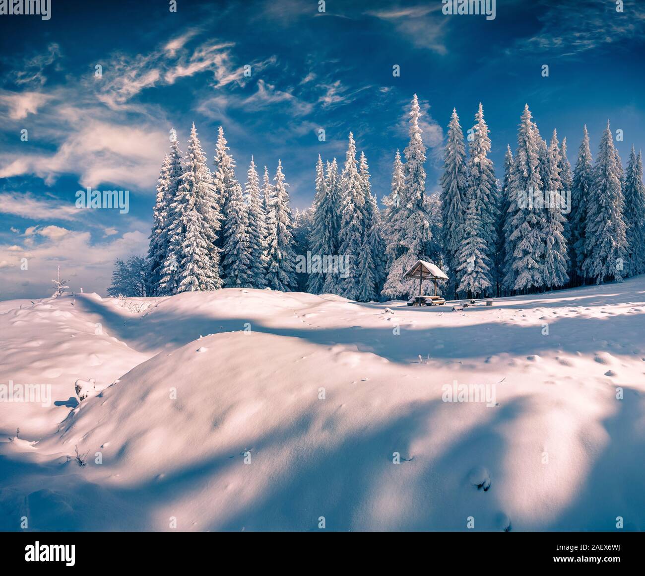 Scène d'hiver ensoleillée dans la forêt de la montagne après une snovfall. Région des Carpates, l'Ukraine, Europy. Banque D'Images