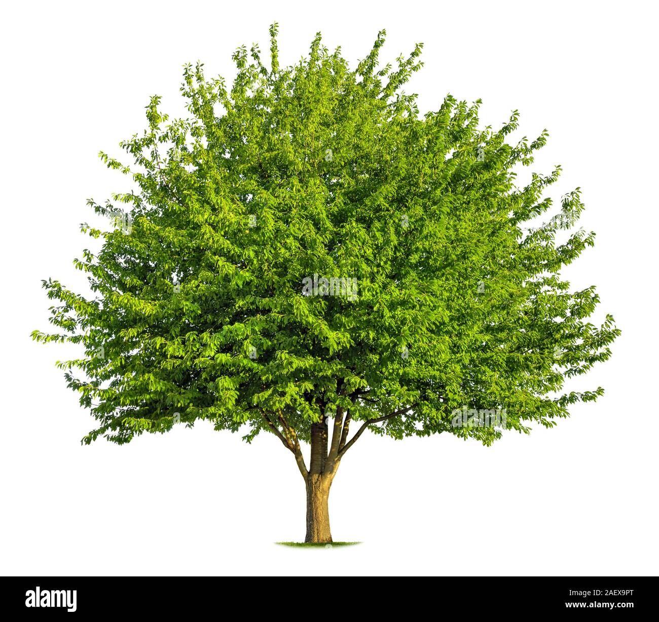 Bel arbre à feuilles caduques vert frais isolé sur fond blanc, pur Banque D'Images