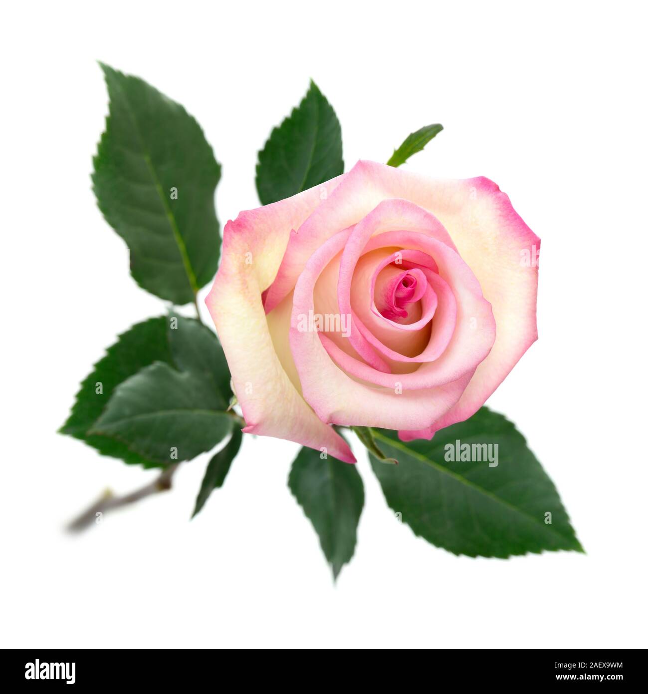 L'essor, entièrement de couleur pastel rose rose avec tige et feuilles sur fond blanc, pur Banque D'Images