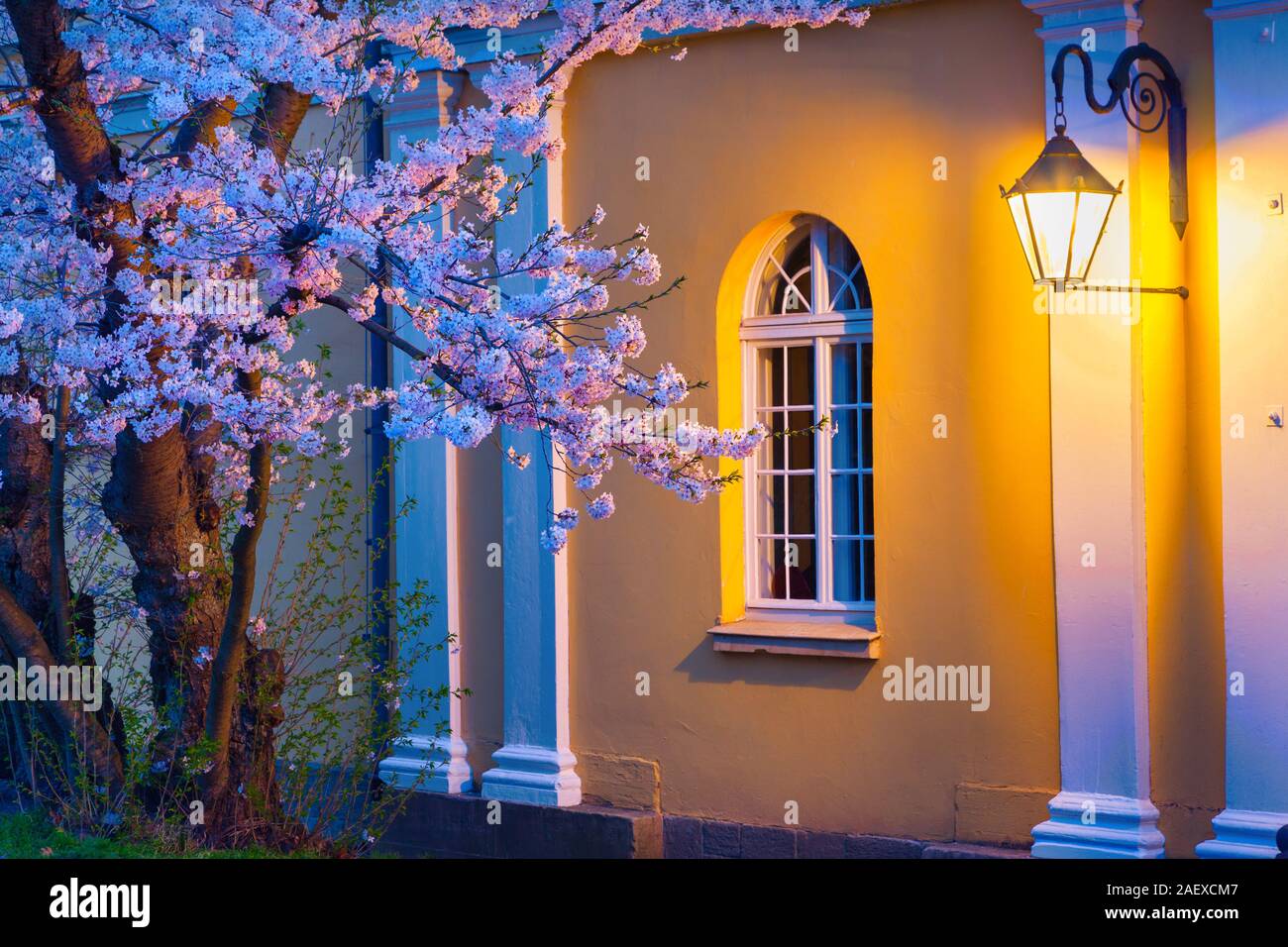 Scène de nuit de sakura en fleurs lampe éclairée par de l'Hôtel de Ville de Cassel, l'allemand, l'Europe. Banque D'Images