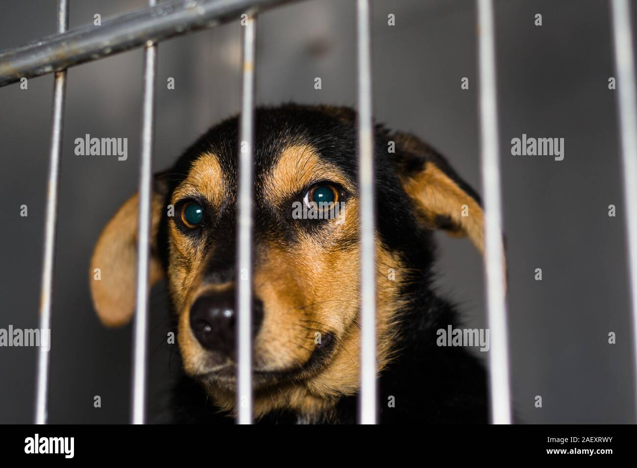 Mixed race de chien dans la cage à la clinique vétérinaire Banque D'Images