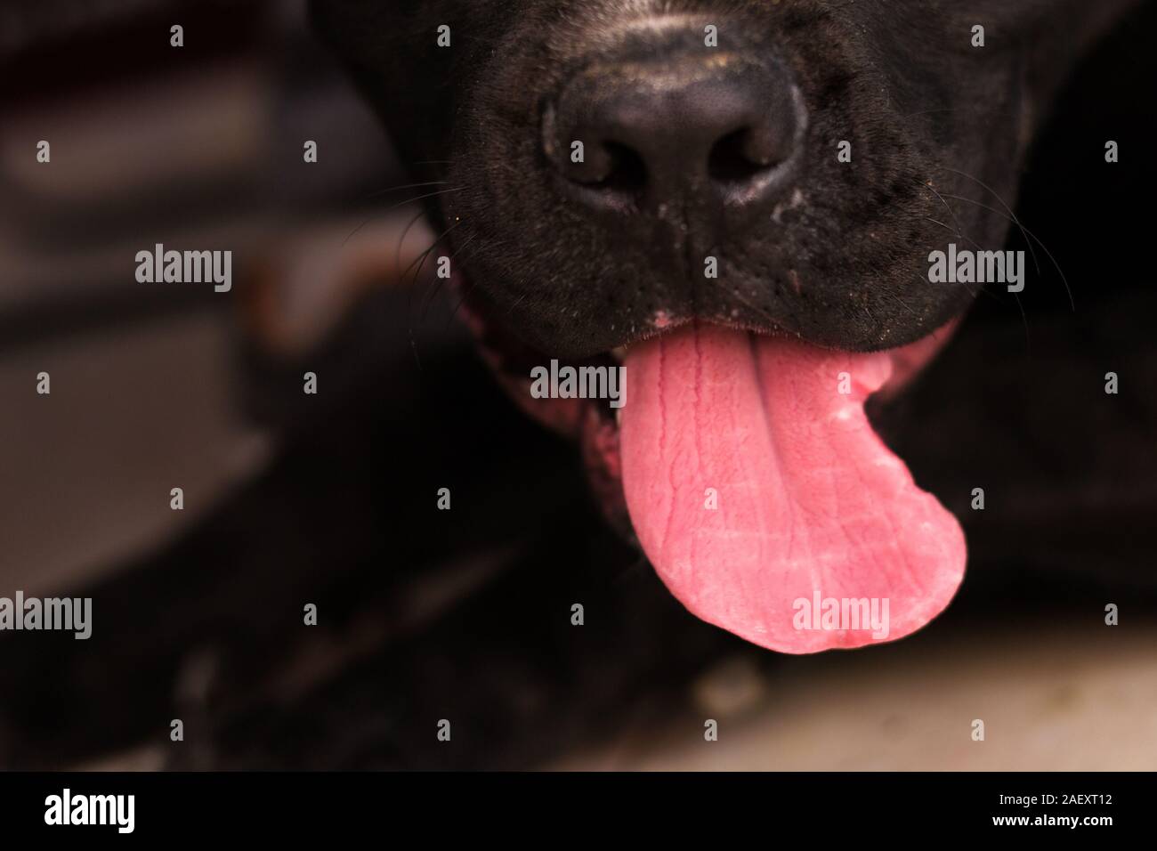 Portrait la langue d'un chien de grande race Banque D'Images