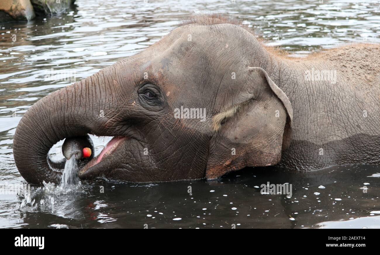 Les captures de l'éléphant de baignade une pomme dans l'eau Banque D'Images