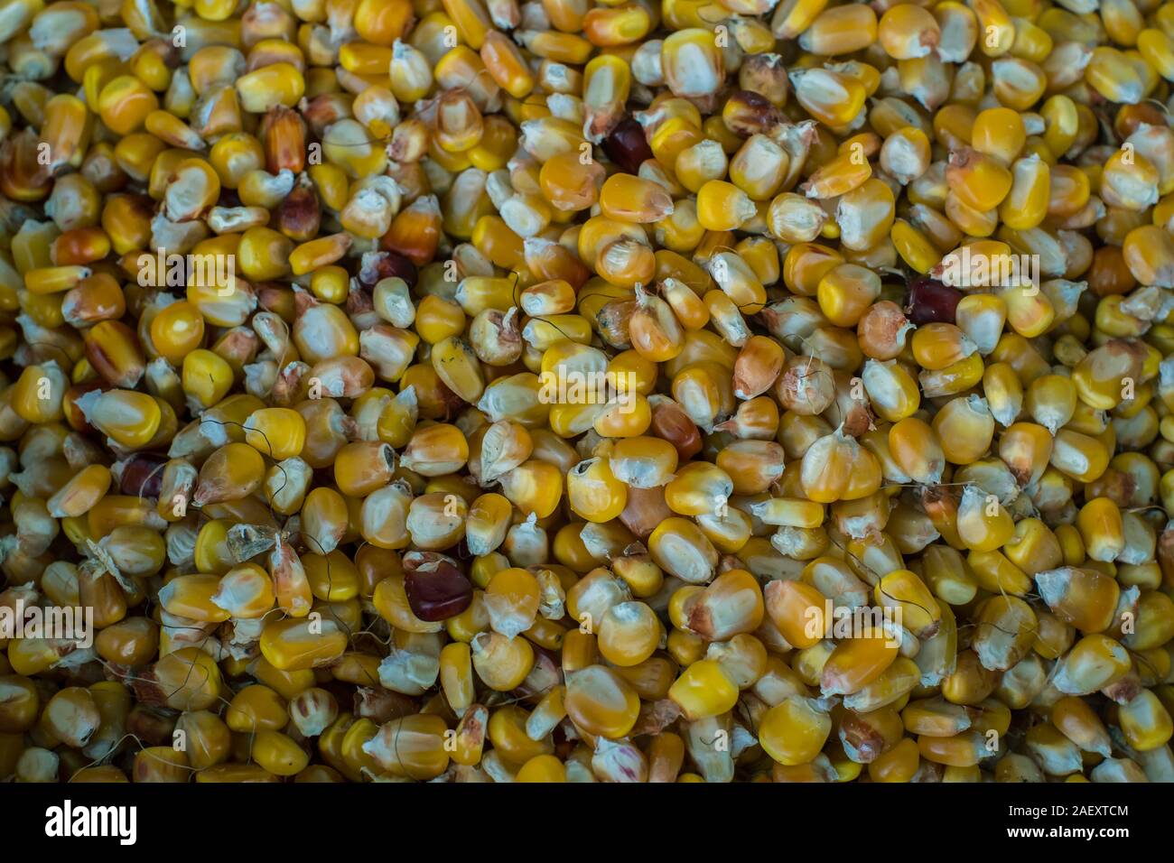 Les grains de maïs de couleur jaune séché. Golden Corn texture. Banque D'Images