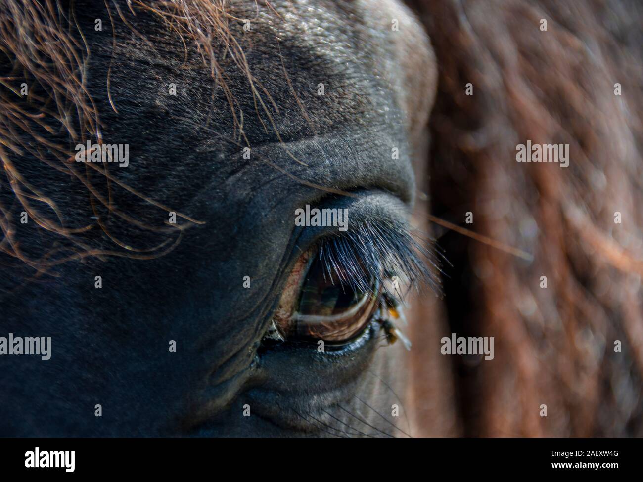 Œil d'un cheval brun avec de longs cils, close-up Banque D'Images
