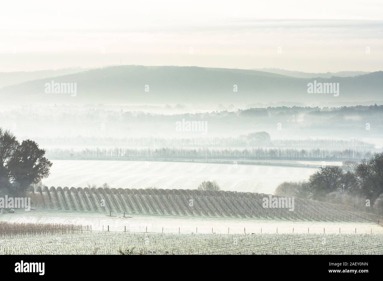 Le givre et brouillard sur les champs et les vignes avec vue sur la vallée au sud de Rother Downs, décembre, Tillington, Petworth, Sussex, UK Banque D'Images