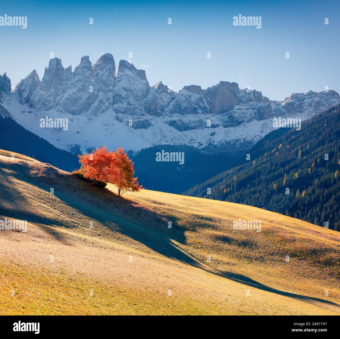 Lonely tree in Santa Maddalena village en face de l'Odle Geisler ou groupe de Dolomites. Lever du soleil d'automne dans les Alpes dolomitiques, Italie, Europe. Banque D'Images