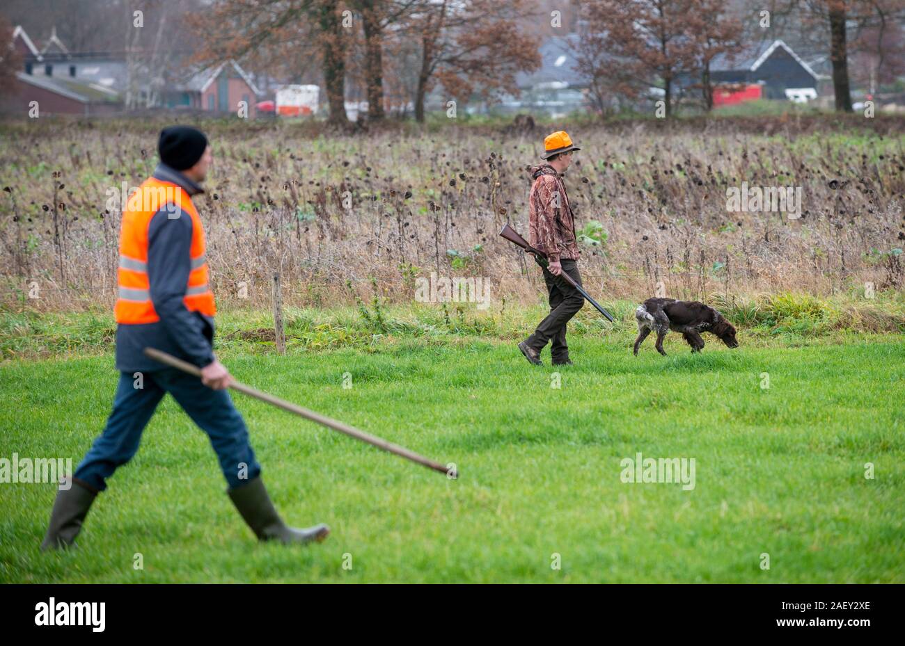 Utrecht, Pays-Bas - DEC 07, 2019 : les hommes avec fusil de chasse et des bâtons de marche sont sur une ligne dans un champ ouvert sur la chasse du lièvre en faisans. Banque D'Images