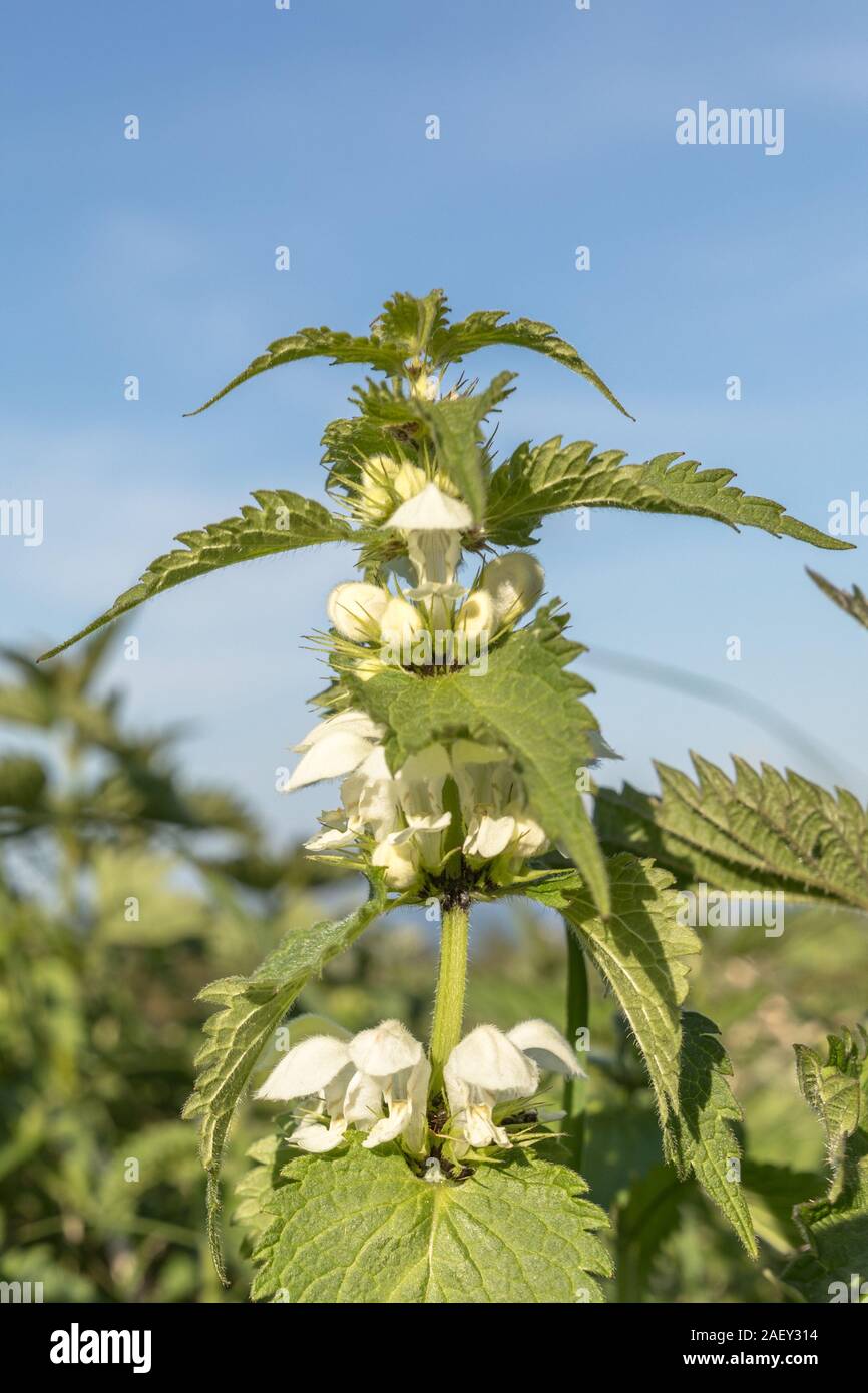 - Lamier blanc Lamium album dans un champ. Ciel bleu au-dessus Banque D'Images