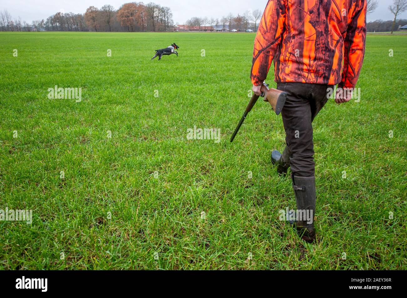 Les hommes avec un fusil dans un champ ouvert la chasse sur les lièvres en faisans. Banque D'Images