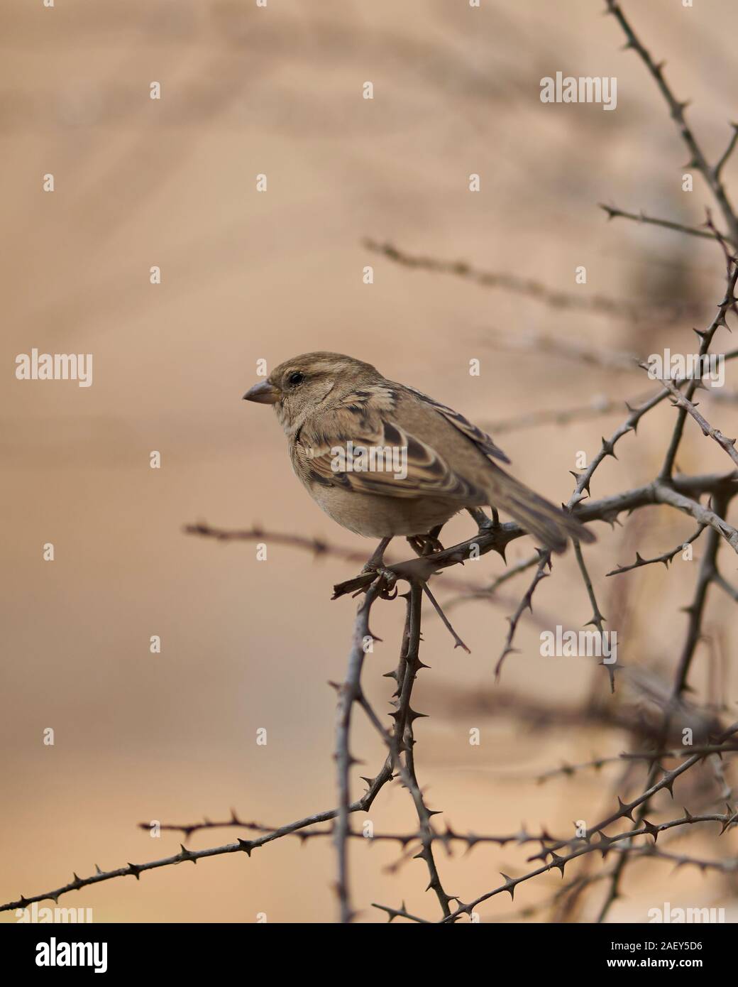 Un oiseau perché sur une branche à Jaisalmer Banque D'Images