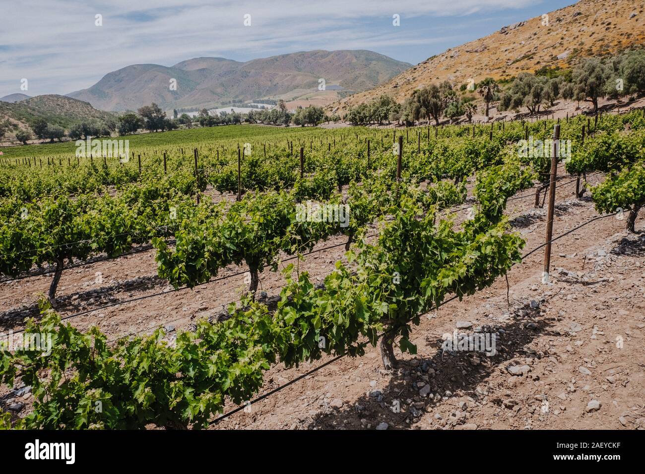 Vignoble en Baja California au Mexique Banque D'Images