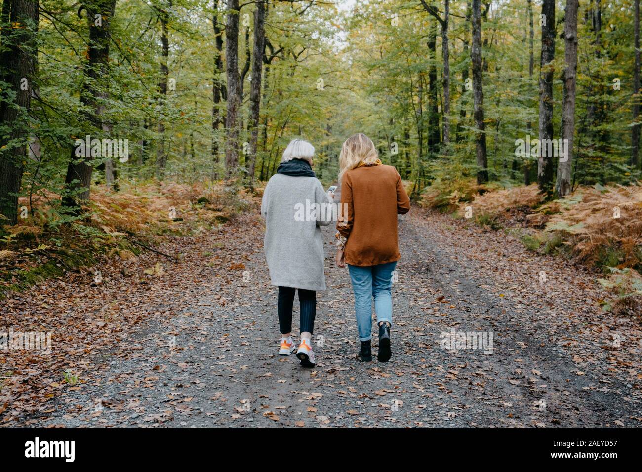Deux femmes marchant dans une forêt d'automne lors de la vérification de leur smartphone Banque D'Images