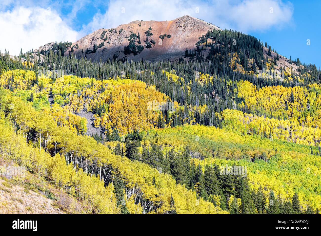 Vue depuis la route de Castle Creek feuillage jaune vert trembles dans les montagnes Rocheuses du Colorado pic automne chute Banque D'Images