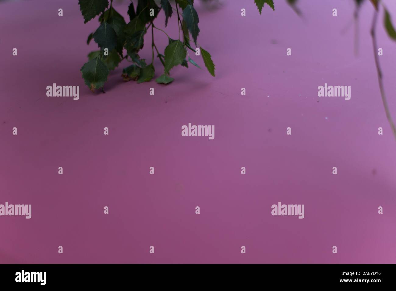 Plante verte sur la surface métallique pourpre Banque D'Images
