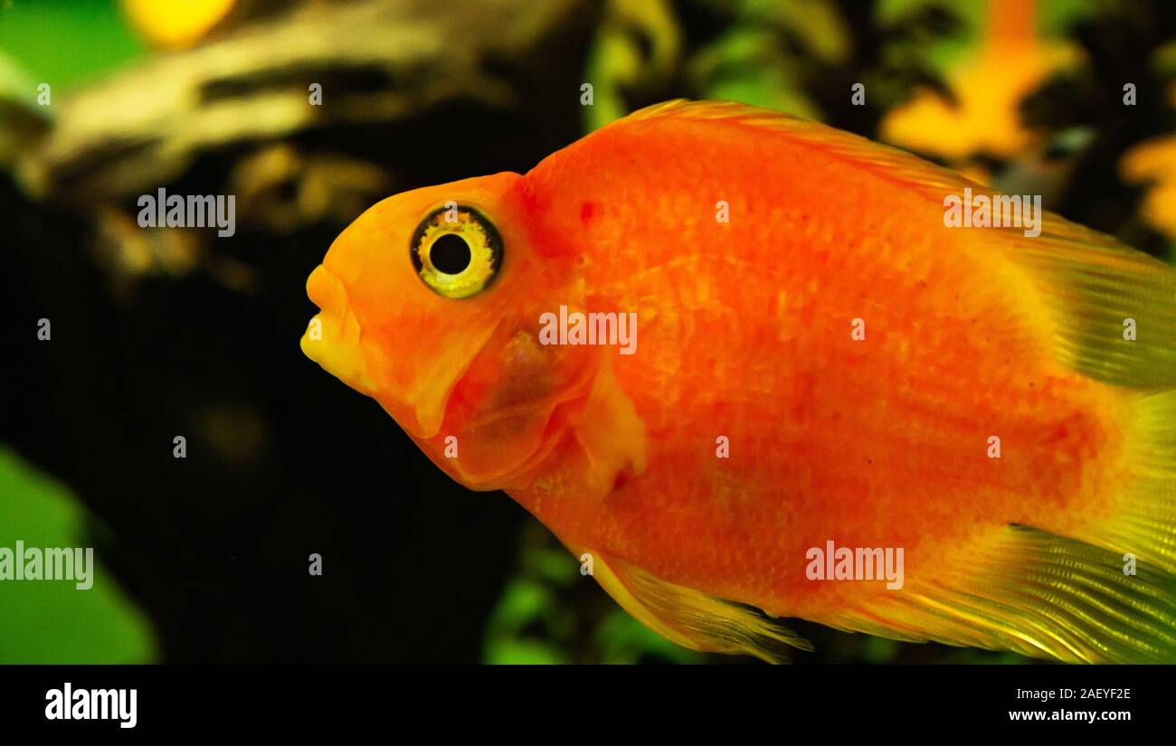 Poisson rouge dans un aquarium de près. Couleur Orange Banque D'Images