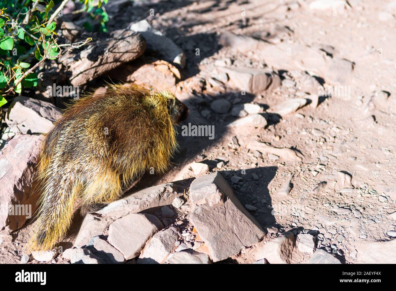 Maroon Bells Crater Lake trail route chemin de Aspen, Colorado et la forêt d'un gros plan d'animaux sauvages de la faune porcupine Banque D'Images
