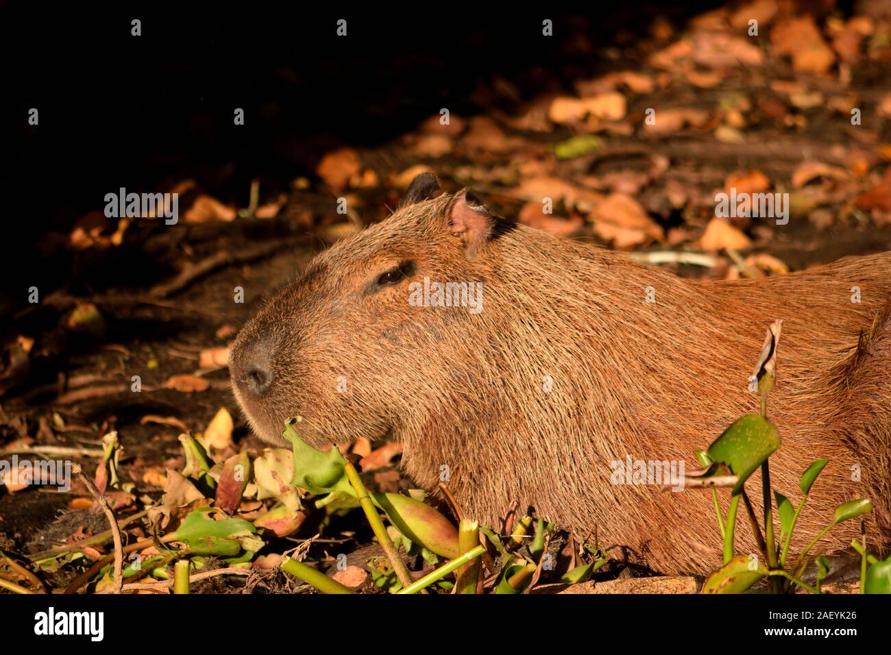 Capybara sur le Rio Cuiaba, Brésil Pantanal, riverbank Banque D'Images