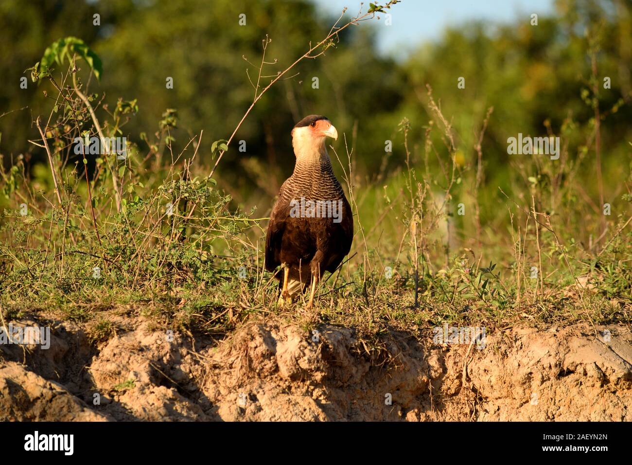 Oiseau Caracara sur Rio Cuiaba berge, Pantanal, Brésil. Banque D'Images
