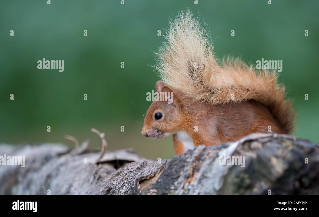 Écureuil rouge sur Tree Banque D'Images
