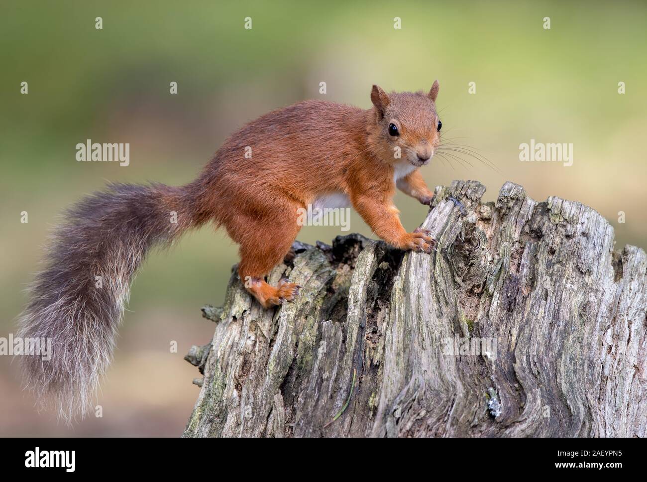 Écureuil rouge sur Tree Banque D'Images