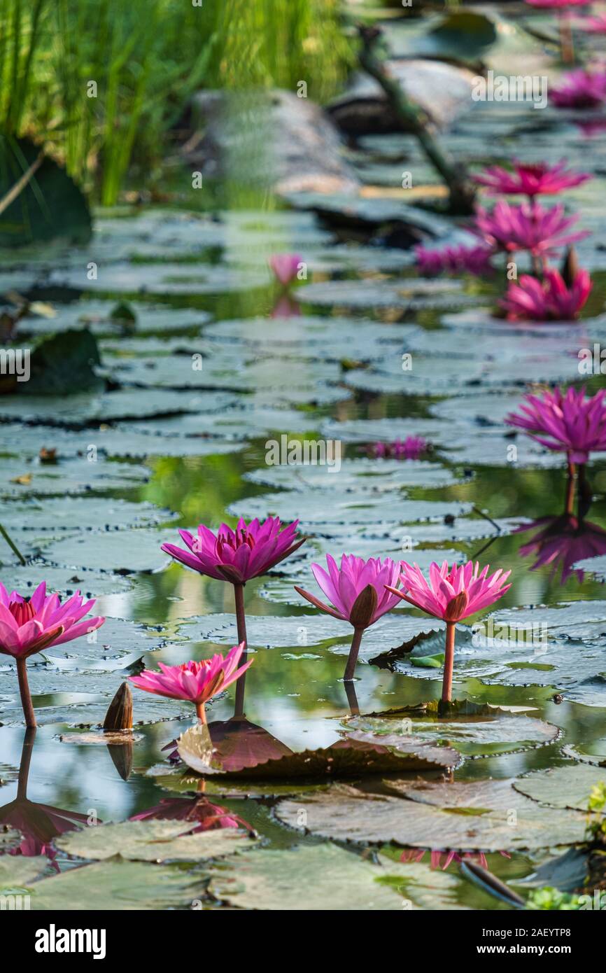 Fleur de Lotus dans l'étang près de couleur rose vert feuilles Banque D'Images