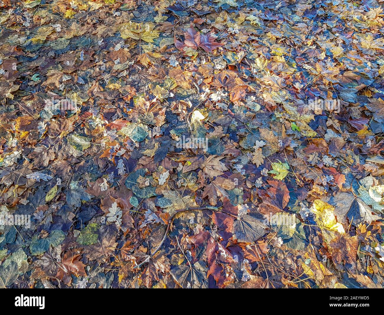 Les feuilles d'automne sur le sol humide avec la lumière du soleil et l'ombre, jour d'automne dans la forêt aux Pays-Bas Hollande, concept d'automne Banque D'Images