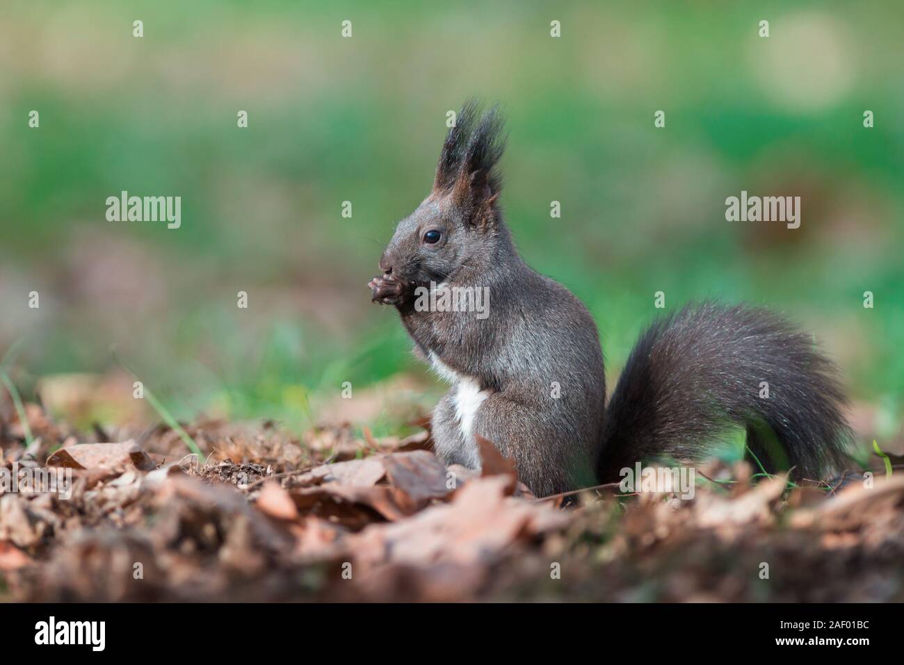 L'Écureuil roux (Sciurus vulgaris). Morph noir Banque D'Images