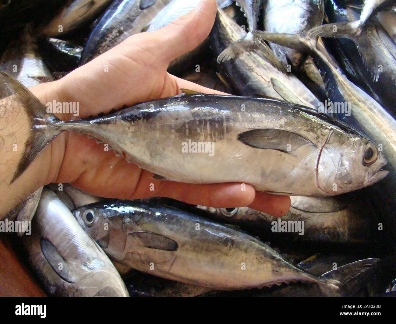 Bebe Fraichement Peche Du Thon Pour La Vente A Un Decrochage Du Poisson Dans L Ile De Mindoro Philippines Photo Stock Alamy