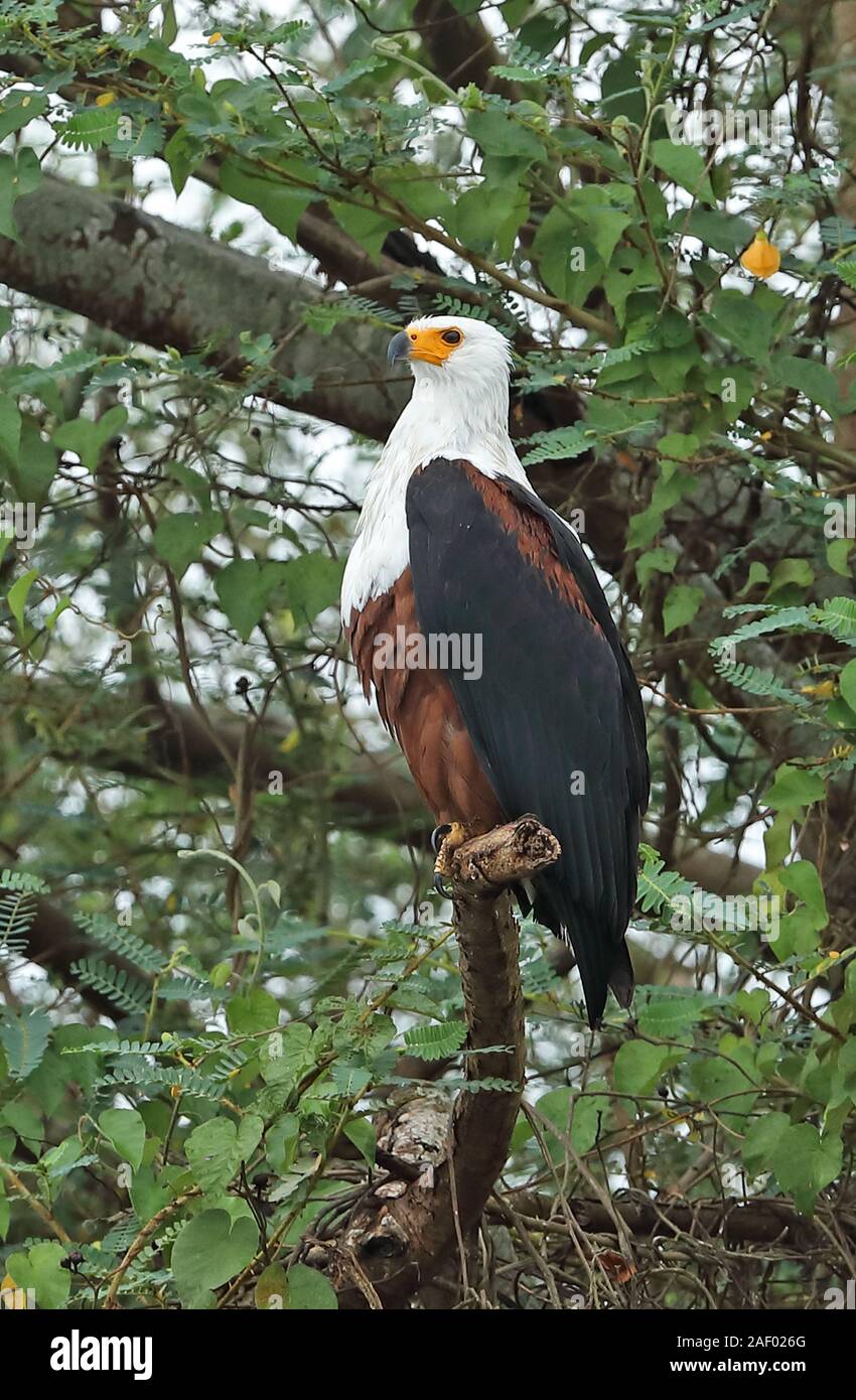 Poissons d'afrique-eagle Haliaeetus vocifer (adultes) perché sur une branche du parc national du lac Mburo, novembre Ouganda Banque D'Images