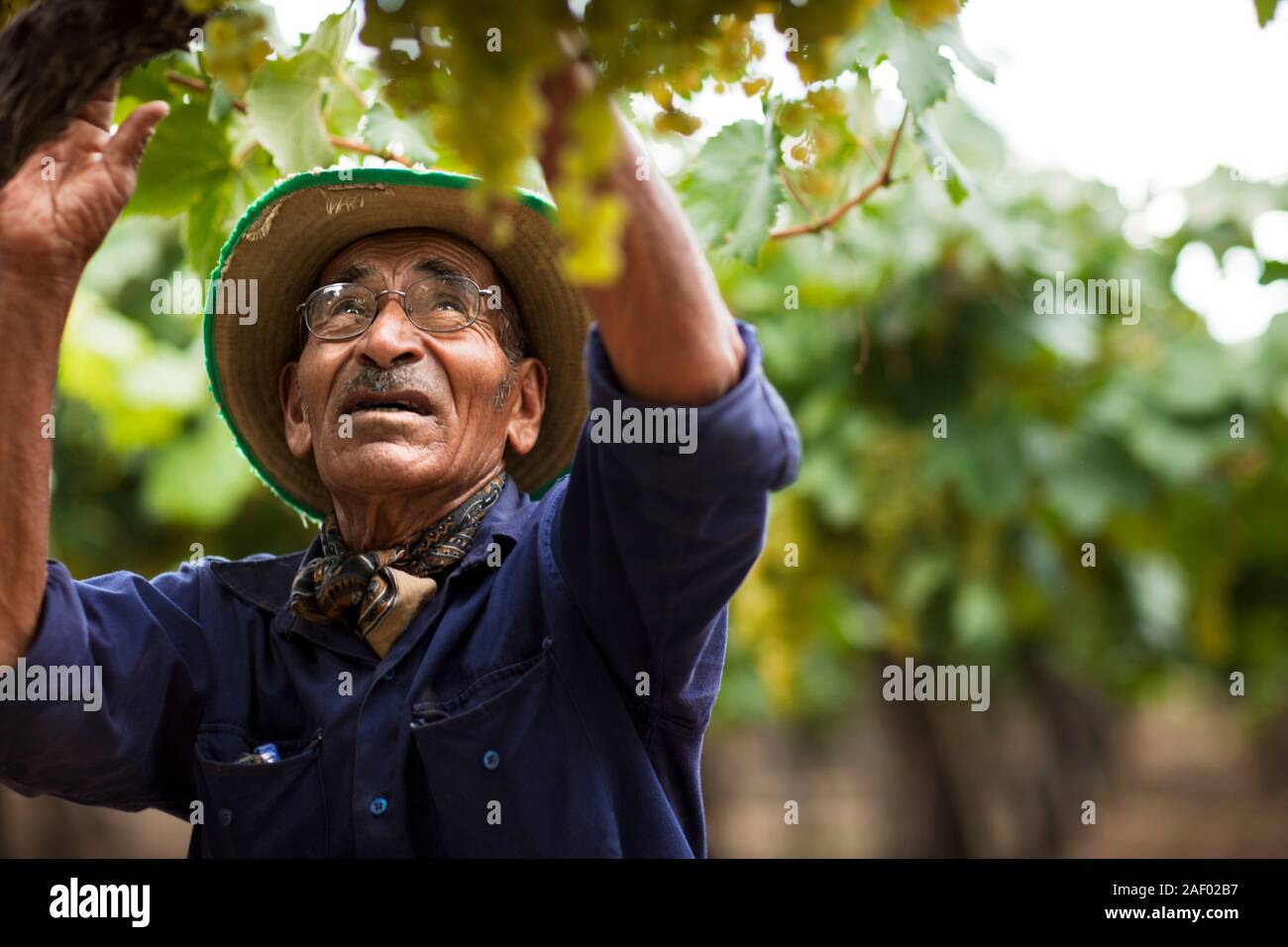 Worker picking grapes dans un vignoble. Banque D'Images