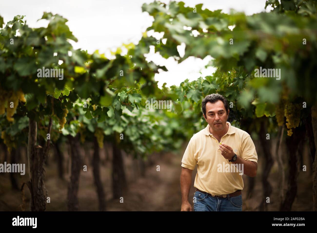 Homme marchant à travers vignes dans un vignoble. Banque D'Images