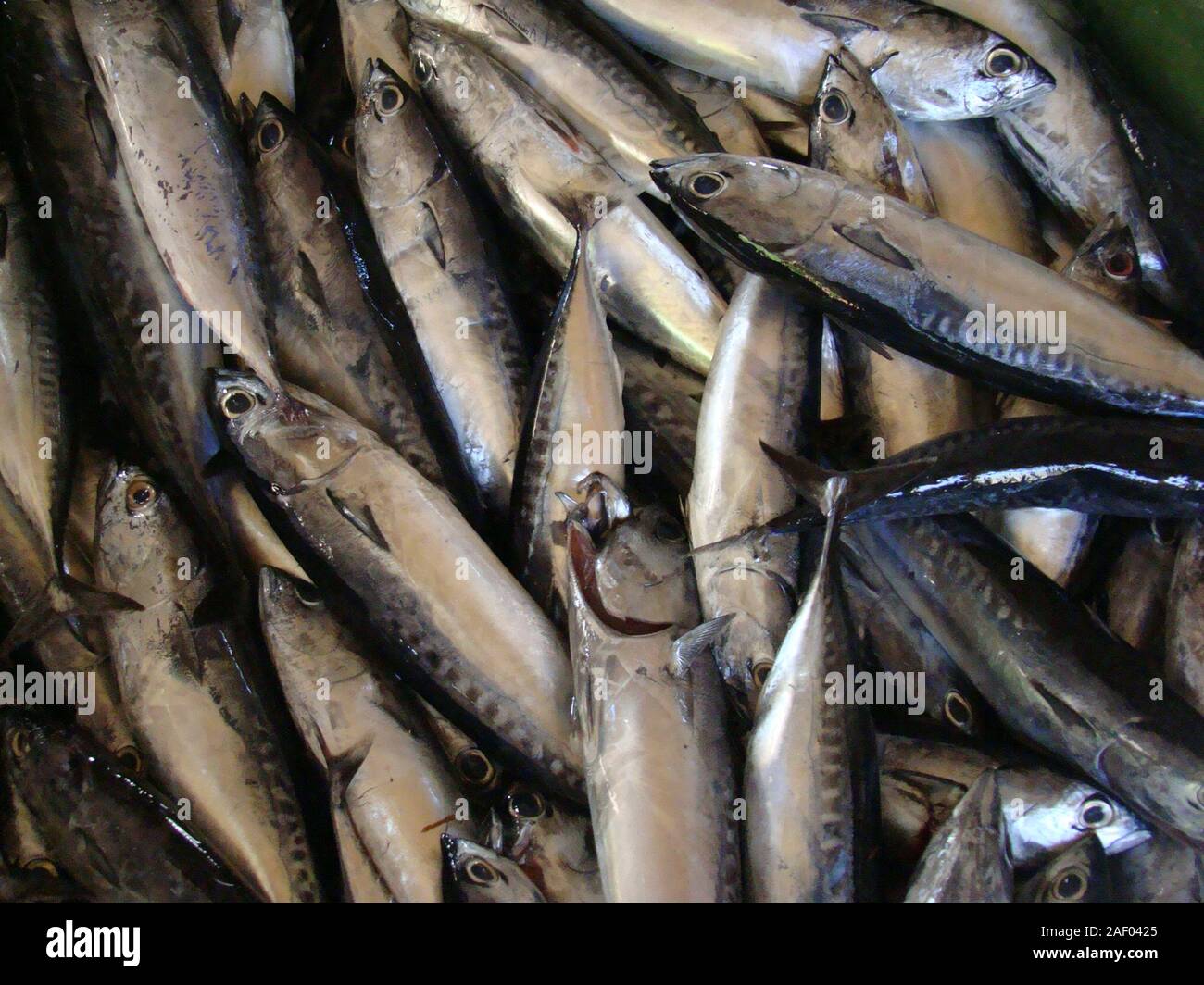 Les maquereaux fraîchement pêchés à vendre à un décrochage du poisson dans l'île de Mindoro, Philippines Banque D'Images