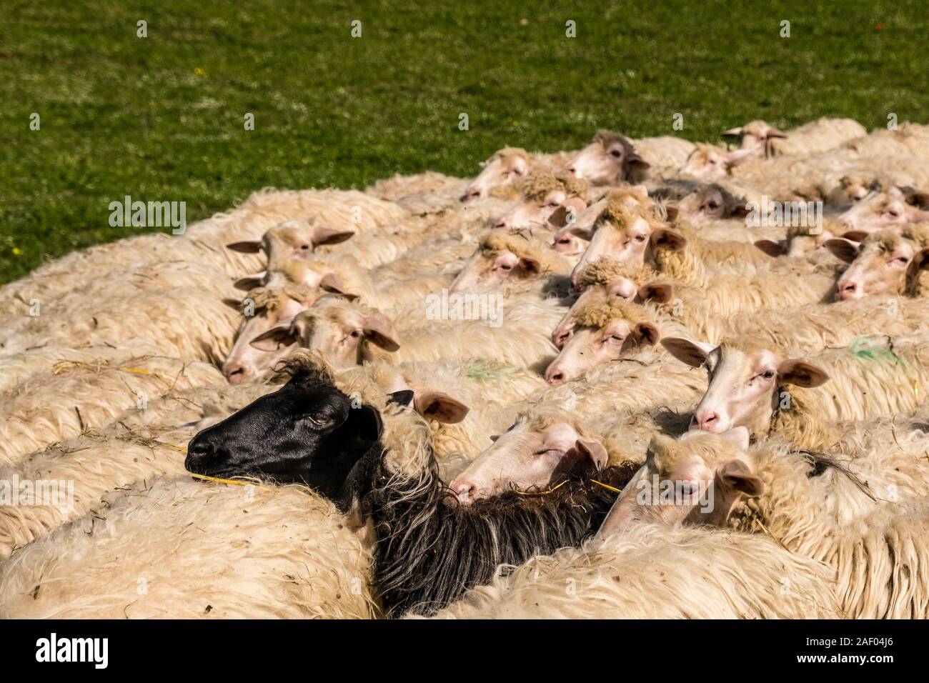 Un troupeau de moutons broutant dans un pâturage dans un paysage agricole, un mouton noir en entre Banque D'Images