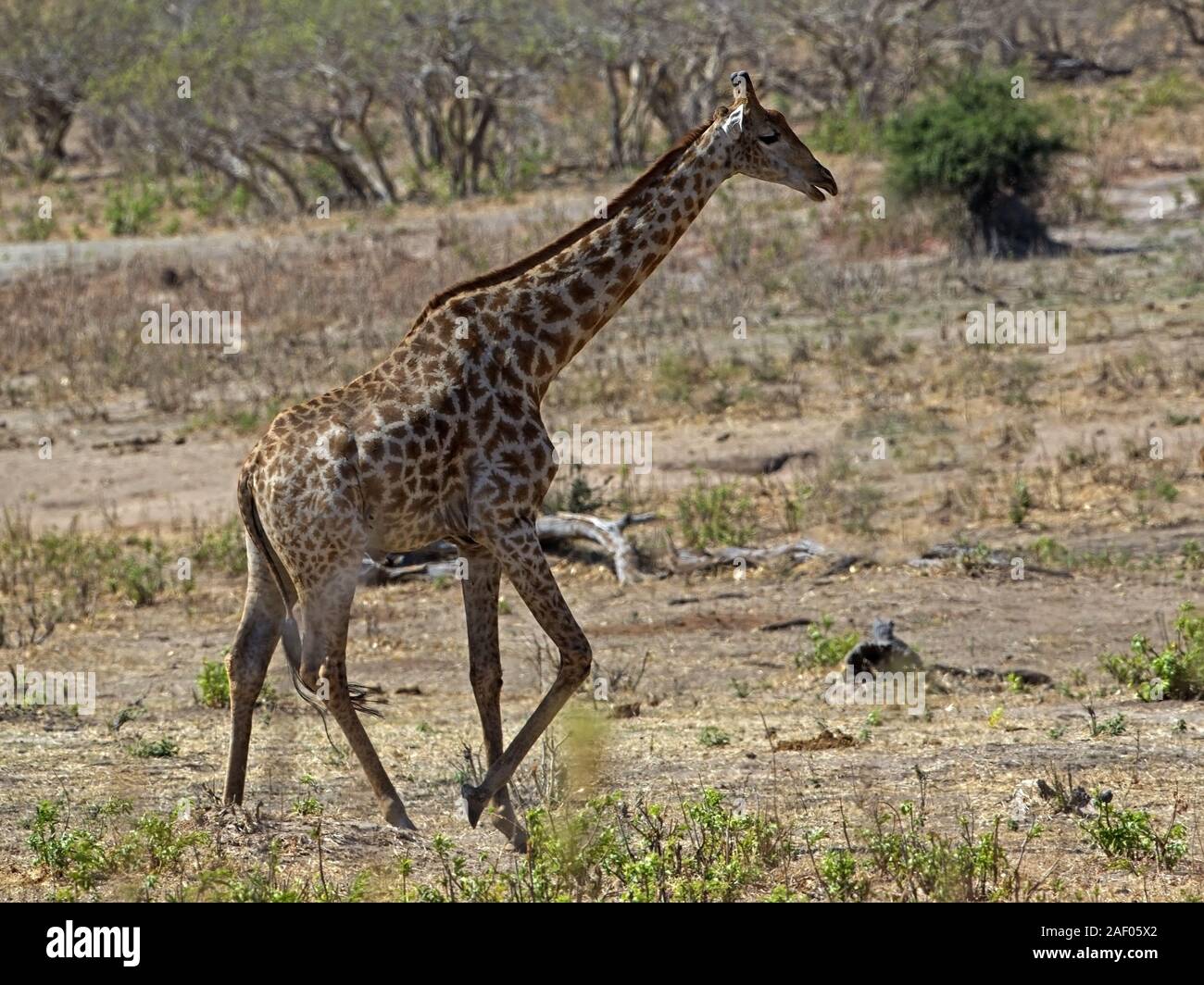 Permanent girafe namibienne Banque D'Images