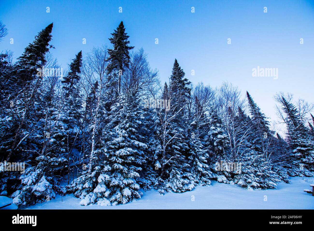 Forêt Laurentienne en hiver, le parc national du Mont-Tremblant, Canada Banque D'Images