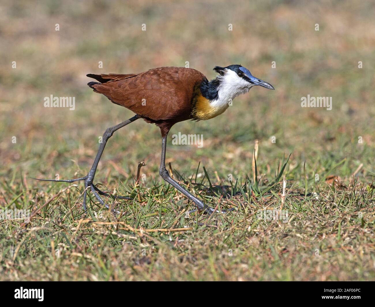 African jacana walking Banque D'Images