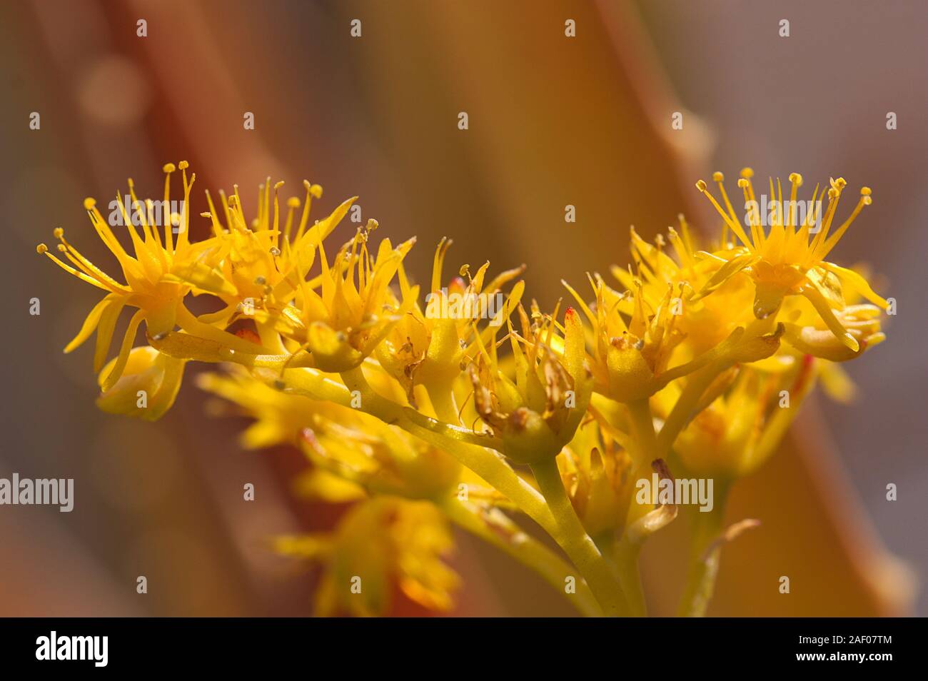 Close-up de la fleurs jaunes de sedum palmeri, une plante succulente originaire du Mexique qui appartient à la famille de Crassulacées. Banque D'Images