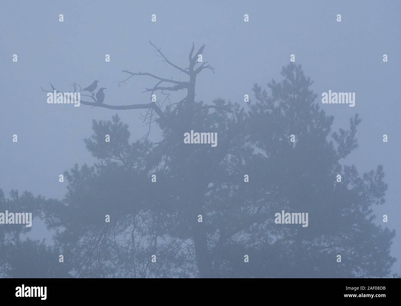 Deux corbeaux dans la brume dans un arbre haut de page Banque D'Images
