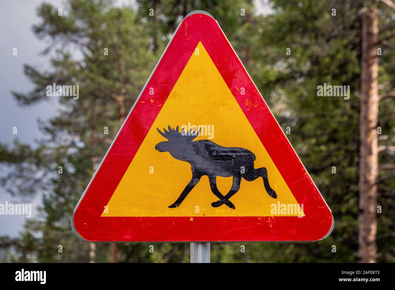 Panneau routier, d'avertissement de passage à niveau à l'orignal dans la région de Kiruna, Suède. Banque D'Images