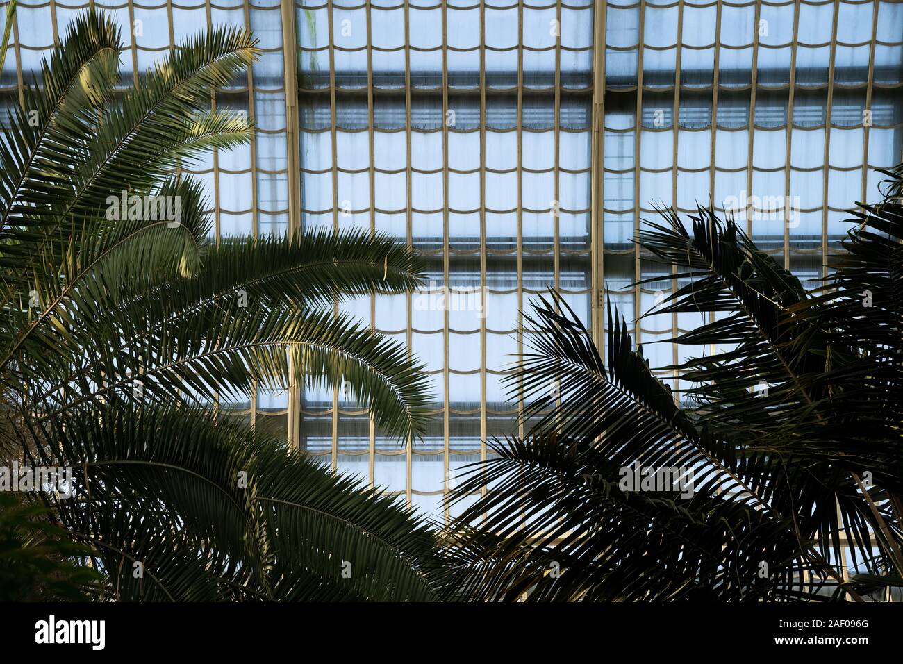 L'Autriche, Vienne - 4 décembre 2019 : Intérieur avec plafond de verre métallique la structure de la Palm House jardin botanique de Schonbrunn Banque D'Images