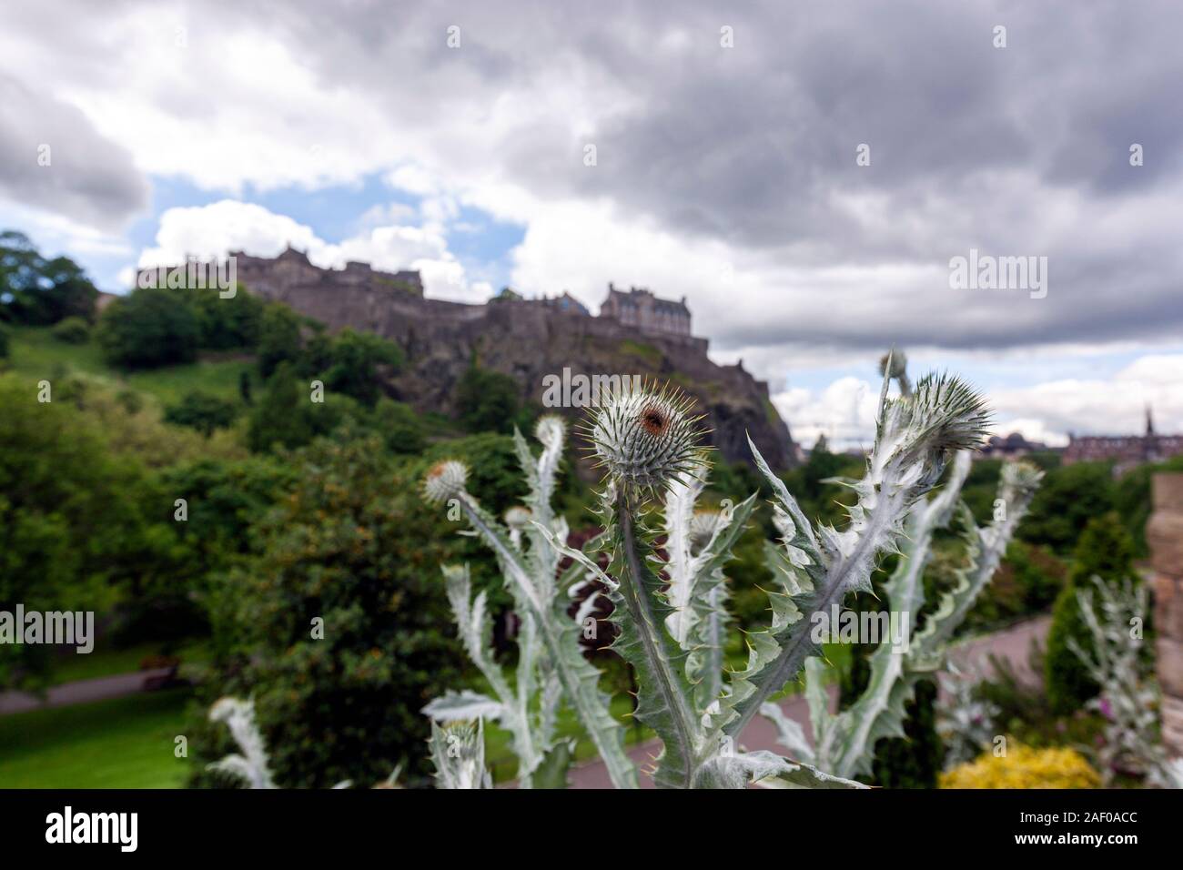 Chardon et l'Edinburg Castle, West Gardens Cottage, Princes Street, Edinburgh, Ecosse, Royaume-Uni Banque D'Images