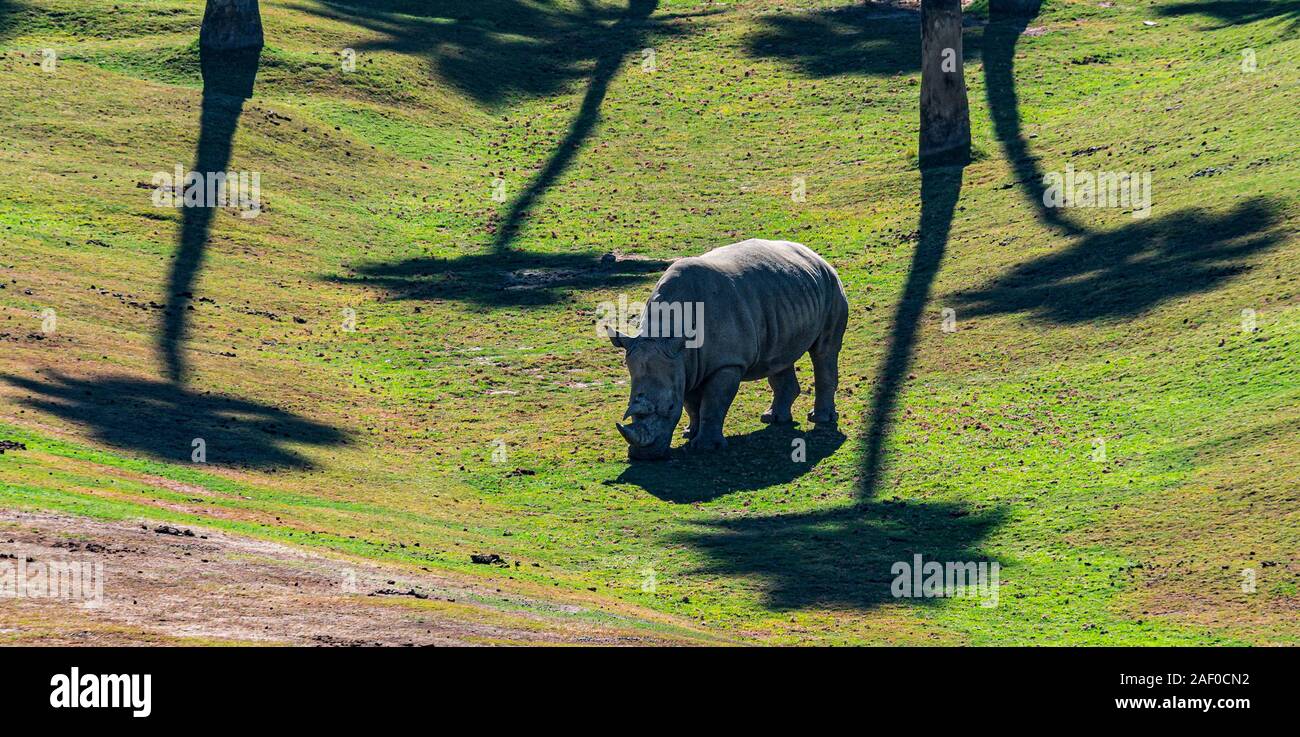 Rhino sur colline entre palm tree shadows Banque D'Images