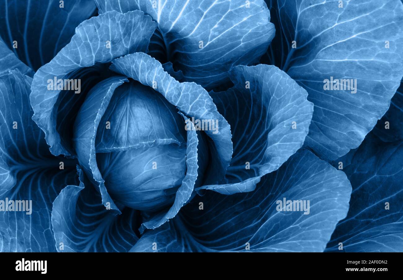 Vue de dessus de couleur bleu avec des feuilles de chou. Tête de chou organique. Fond de couleur bleu classique sur les feuilles de chou. Banque D'Images